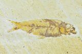 Three Fossil Fish (Knightia) On Slab - Wyoming #144203-2